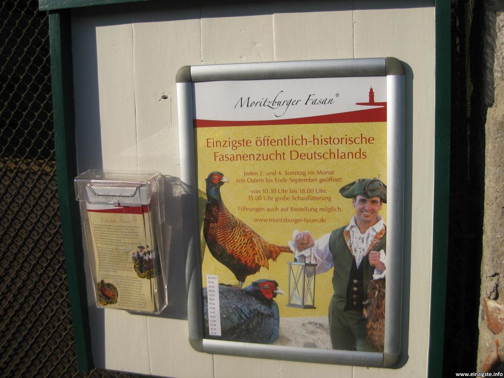 Moritzburger Fasan