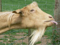 Die Einziegste